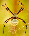  Argiope argentata