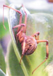 Latrodectus geometricus