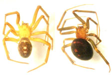 Steatoda grossa