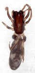 Aysenia araucana