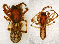 Aysenoides nahuel