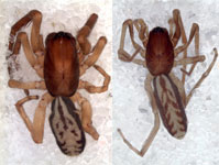 Aysenoides simoi