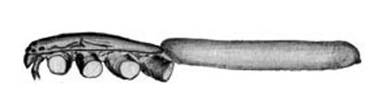  Trochanteriidae