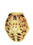Scytodes globula