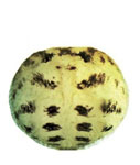 Scytodes univitatta
