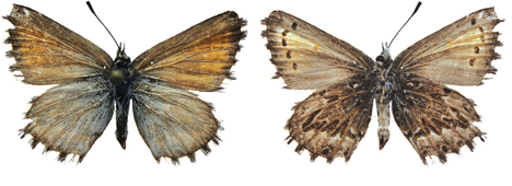  Pseudolucia barrigai