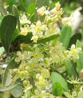 Schinus polygama