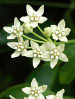  Asclepias fruticosa