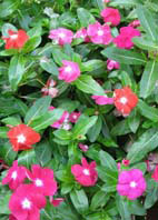  Catharanthus roseus