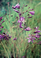  Liliaceae