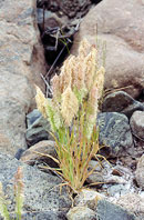  Poaceae