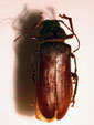  Chiasmetes limae