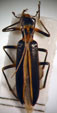  "Ananca" cyanipennis