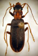  Anisomallus cinerascens