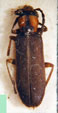  Copidita argentina