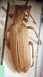  Copidita multilineata tucumana