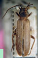  Copidita multilineata var. A