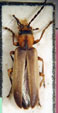  Copidita ogloblini
