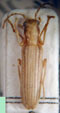  Copidita tenuilineata