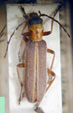  Copidita trinotatithorax