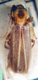  Copidita wagneri bilineatipennis