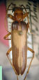  Diplectrus bruchi