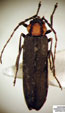  Mecopselaphus maculicollis