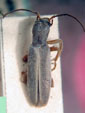 Oxacis bruchi weiseri