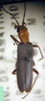  Oxacis plumbeipennis