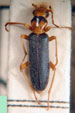  Oxacis sp. A
