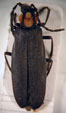  Platylytra vitticolle