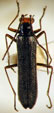  Sisenecantharis chilensis