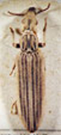  Tetraphalerus bruchi