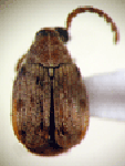  Acanthoscelides longescutus