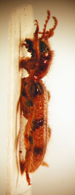 Axina sp. 2