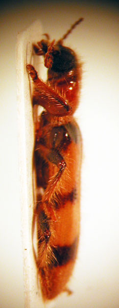 Axina sp. 6