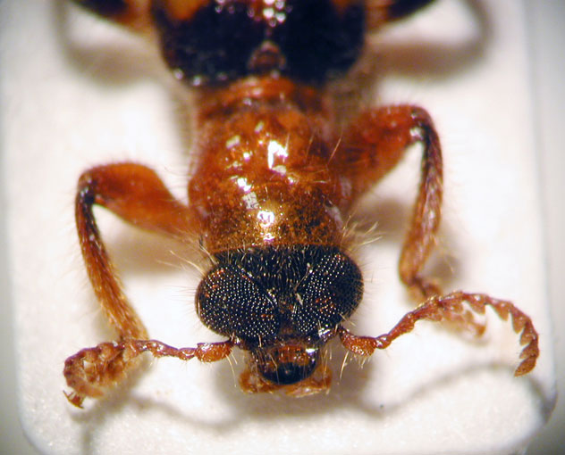 Axina sp. 6