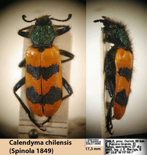 Calendyma chilensis (Spinola 1849) 