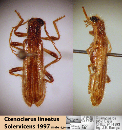 Ctenoclerus lineatus Solervicens 1997