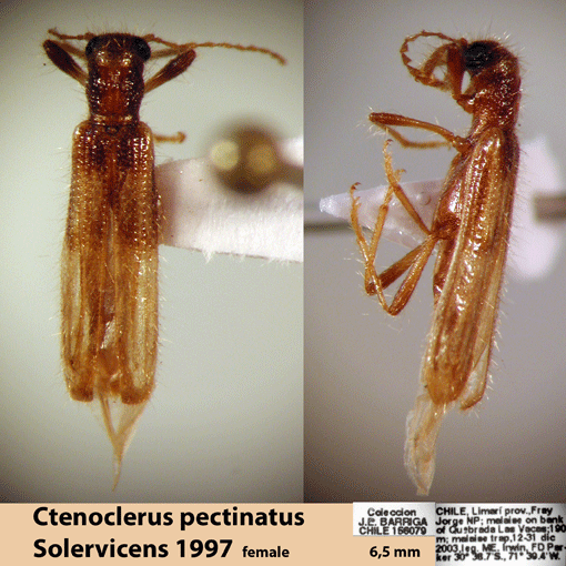 Ctenoclerus pectinatus Solervicens 1997