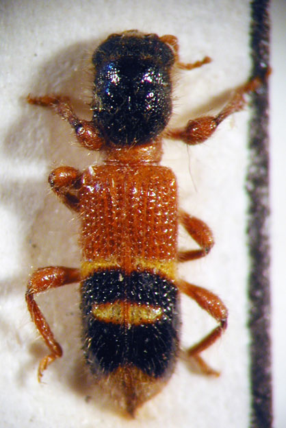 Enoclerus sp. 10
