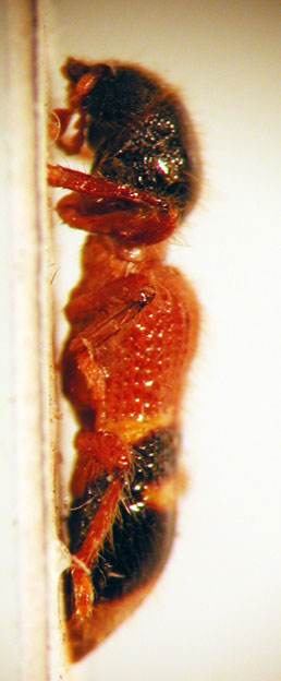 Enoclerus sp. 10