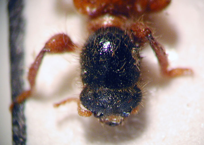 Enoclerus sp. 10