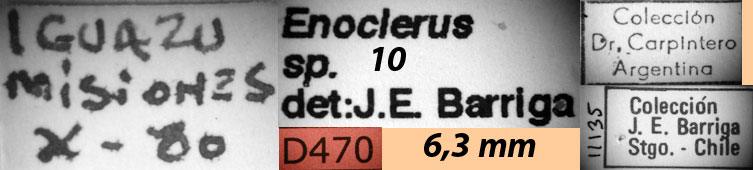 Enoclerus sp. 10