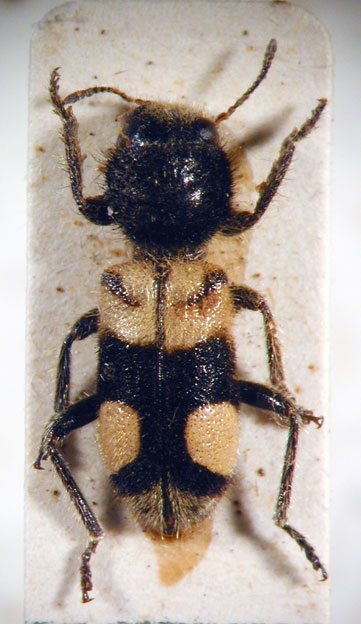 Enoclerus sp. 12