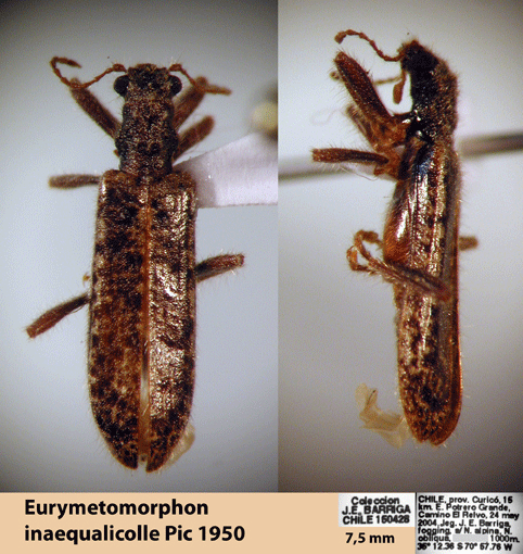 Eurymetomorphon inaequalicolle Pic 1950