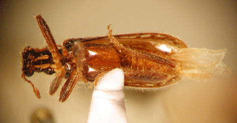 Eurymetomorphon inaequalicolle Pic 1950