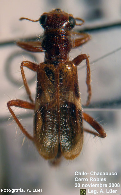 Eurymetopum bispinosum Solervicens 1980