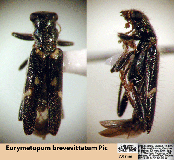 Eurymetopum brevevittatum (Pic 1941)