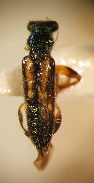 Eurymetopum brevevittatum (Pic 1941)